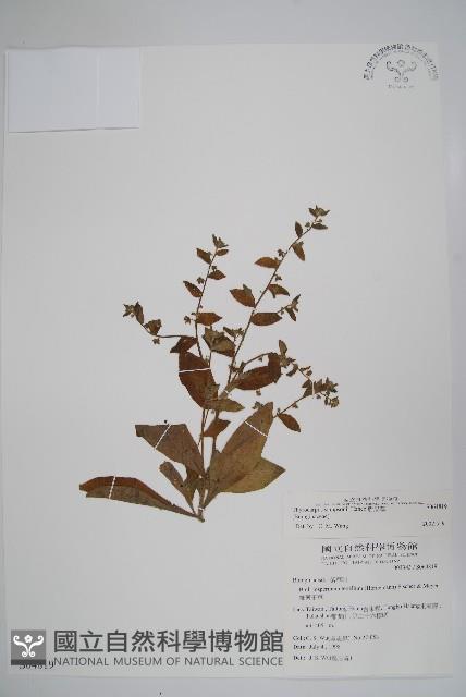 盾果草藏品圖，第1張