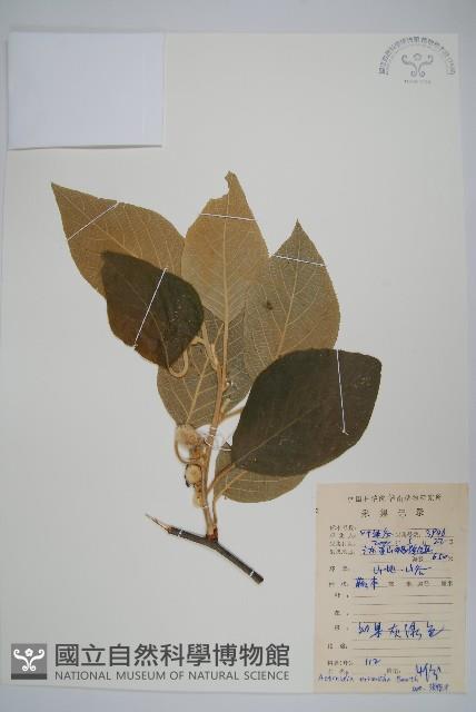 毛花楊桃藏品圖，第1張