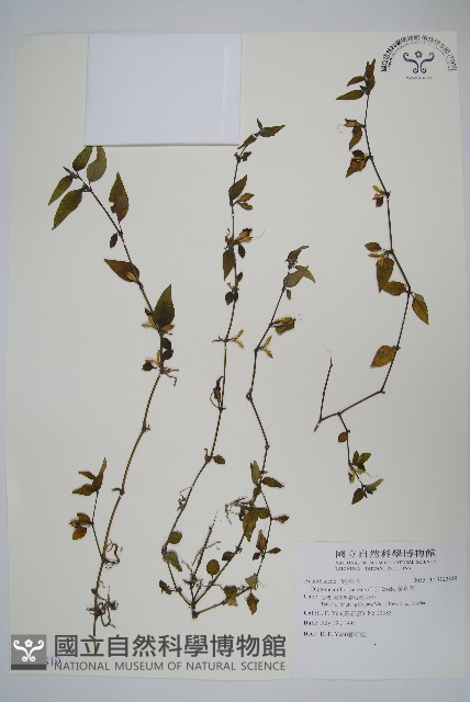 蘆利草藏品圖，第1張