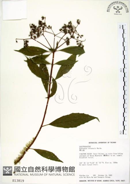 華八仙藏品圖，第1張