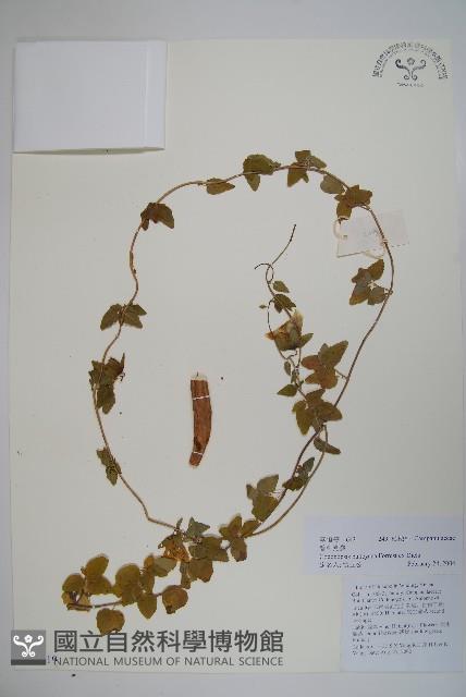 管鐘黨參藏品圖，第1張