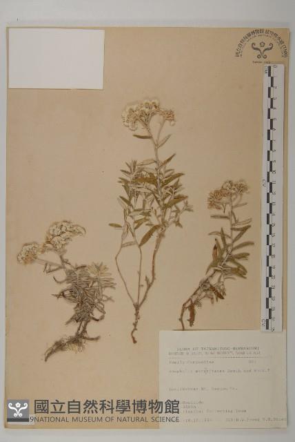 抱莖籟簫藏品圖，第1張