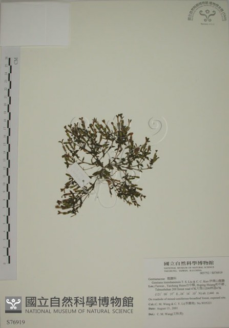 塔塔加龍膽藏品圖，第1張