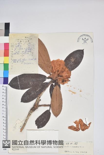 寬鐘杜鵑藏品圖，第1張