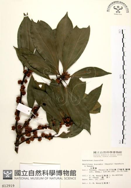 五掌楠藏品圖，第1張