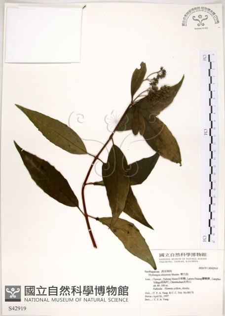 華八仙藏品圖，第1張