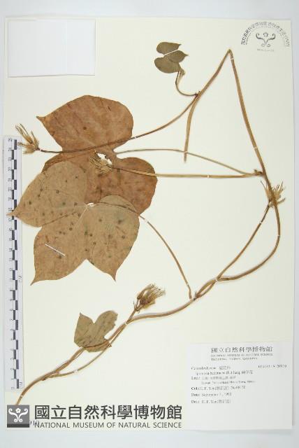 碗仔花藏品圖，第1張