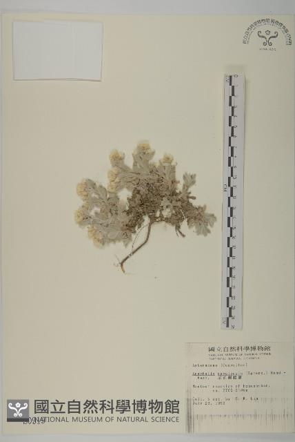 尼泊爾籟簫藏品圖，第1張