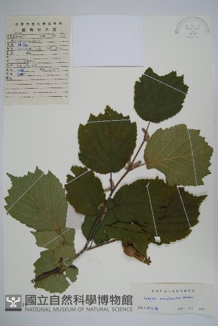 毛榛藏品圖，第1張