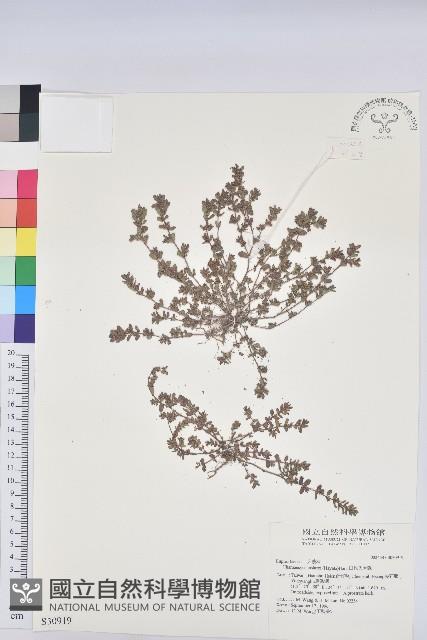 田代氏大戟藏品圖，第1張