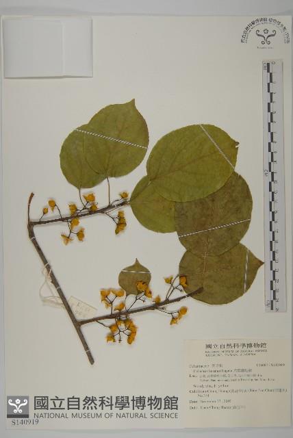 大葉南蛇藤藏品圖，第1張