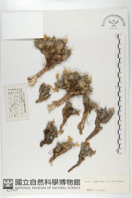 細葉萊菔藏品圖，第1張