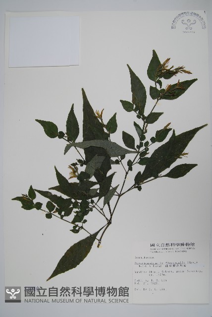 曲莖馬藍藏品圖，第1張