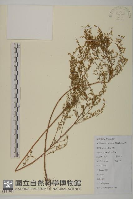 青蒿藏品圖，第1張