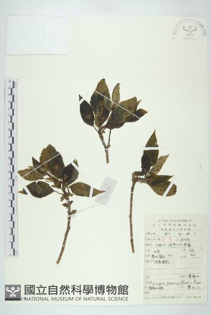 青莢葉藏品圖，第1張