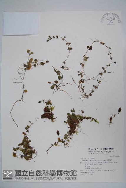 普刺特草藏品圖，第1張