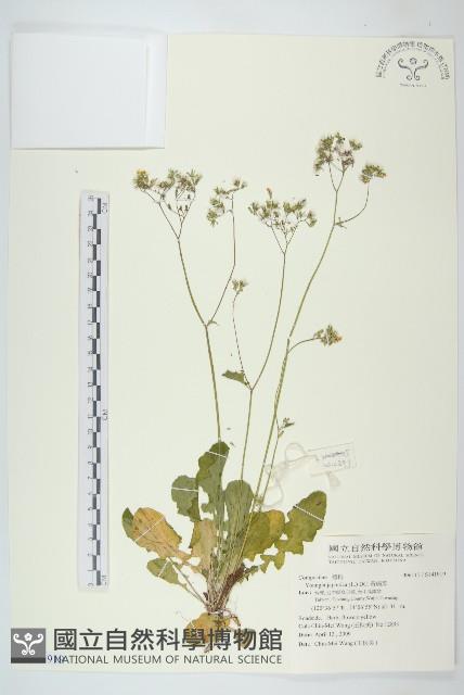 黃鵪菜藏品圖，第1張