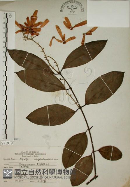 猿尾藤藏品圖，第1張