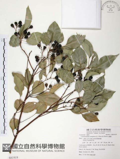 樟樹藏品圖，第1張