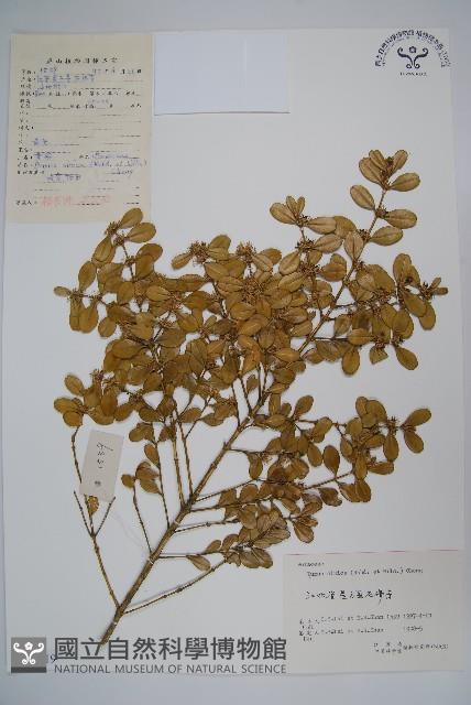 黃楊藏品圖，第1張