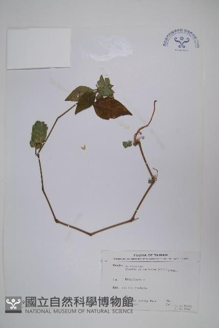 賽山藍藏品圖，第1張