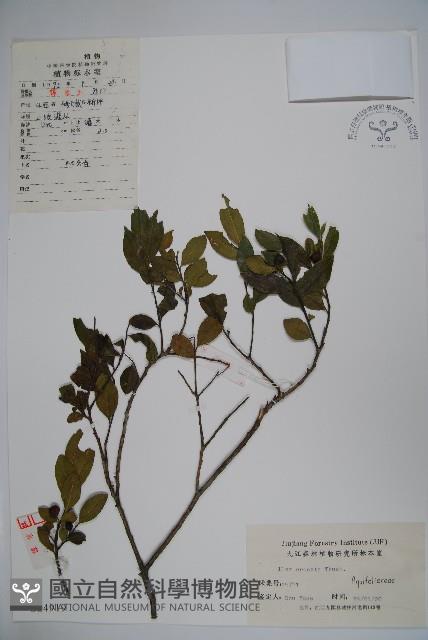 假黃楊藏品圖，第1張