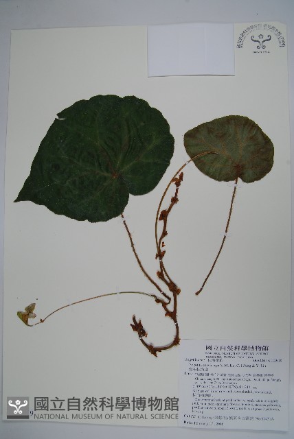 彎果秋海棠藏品圖，第1張