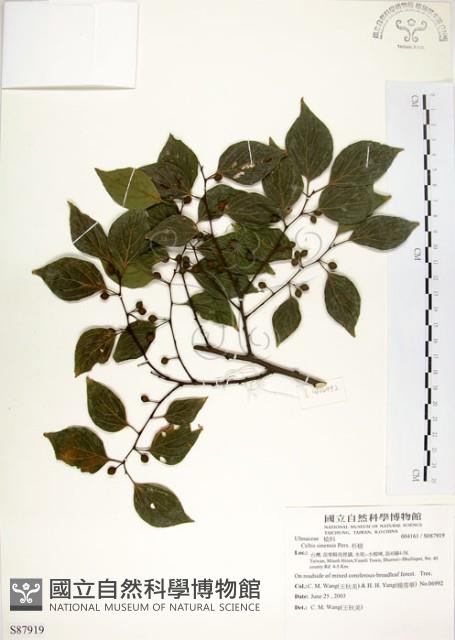 朴樹藏品圖，第1張