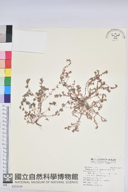 田代氏大戟藏品圖，第1張