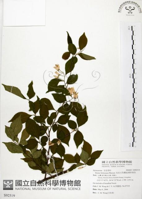 烏皮九芎、奮起湖野茉莉藏品圖，第1張