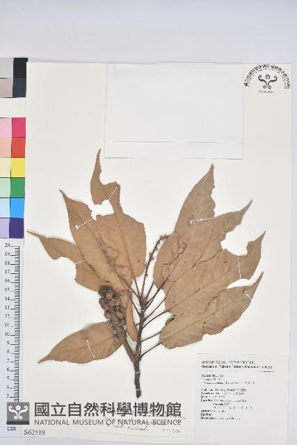 短尾柯、油葉杜、嶺南柯藏品圖，第1張