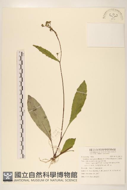 刀傷草藏品圖，第1張