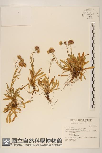 玉山飛蓬藏品圖，第1張