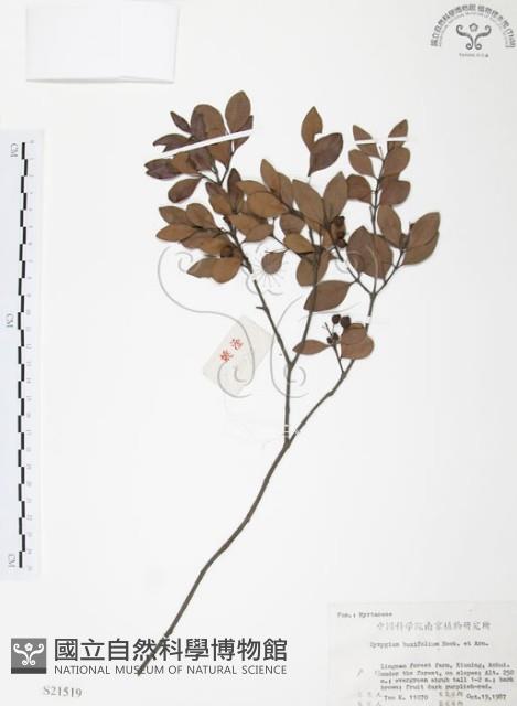 小葉赤楠藏品圖，第1張