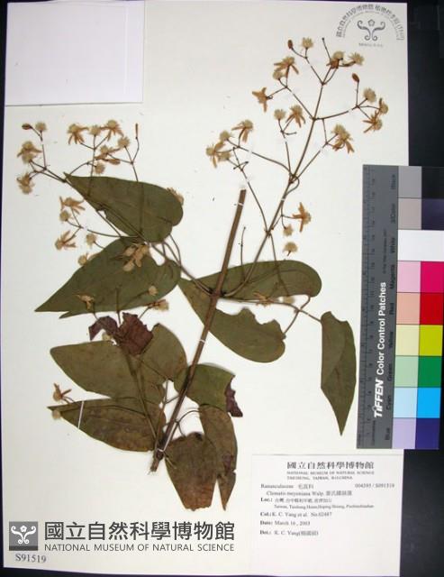 麥氏鐵線蓮藏品圖，第1張