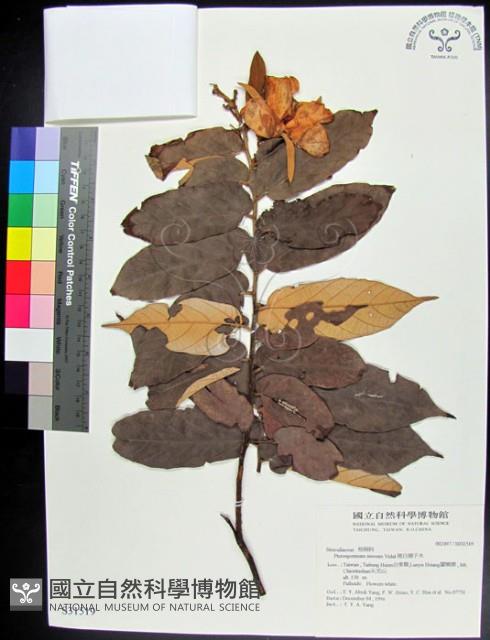 翅子樹、裡白翅子樹、臺灣翅子樹藏品圖，第1張