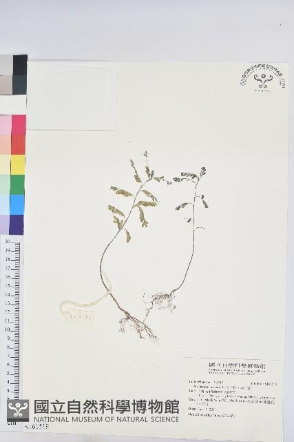 葉下珠、珠仔草藏品圖，第1張