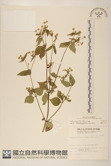 小米菊藏品圖，第1張