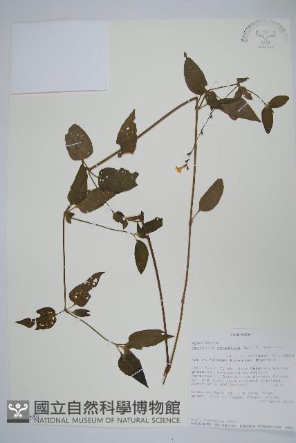 赤道櫻草藏品圖，第1張