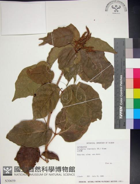 止宮樹藏品圖，第1張