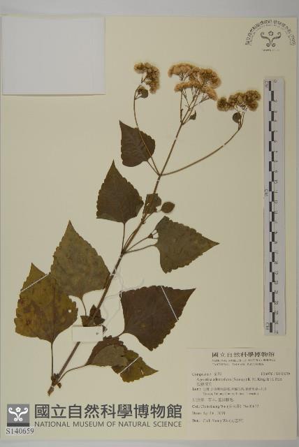 假藿香薊藏品圖，第1張