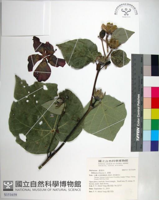 黃槿藏品圖，第1張