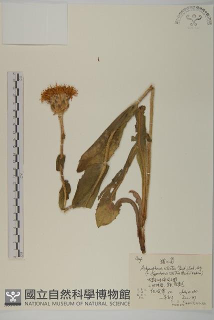 貓兒菊藏品圖，第1張