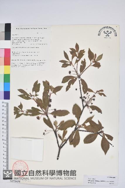 毛葉吊鐘花藏品圖，第1張