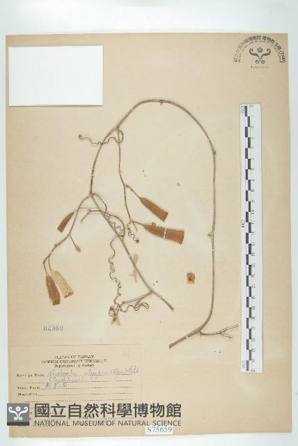 穿山龍藏品圖，第1張