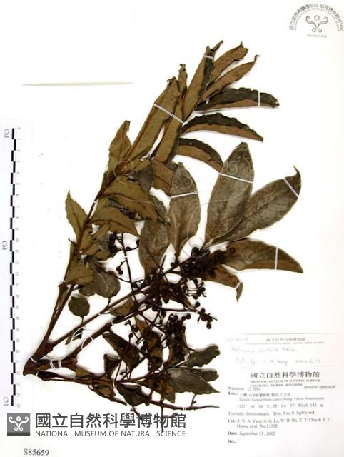 山豬肉藏品圖，第1張