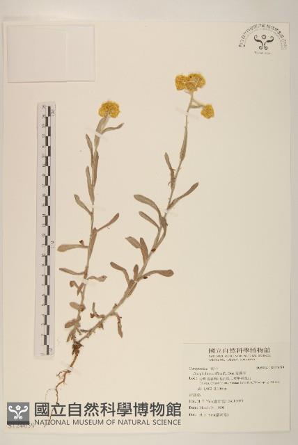 鼠麴草藏品圖，第1張