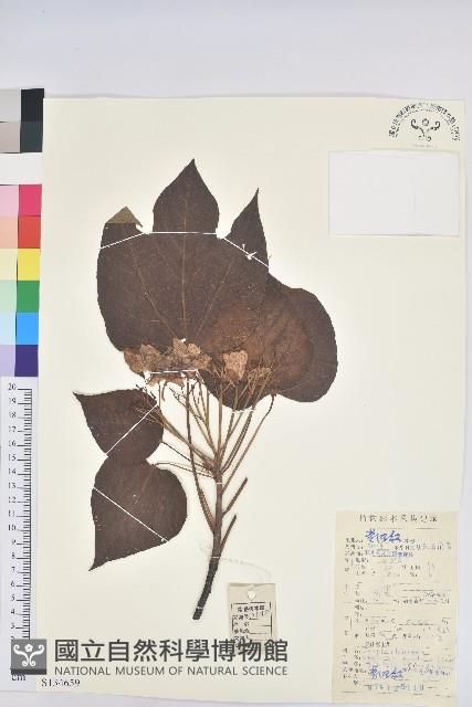 千年桐藏品圖，第1張