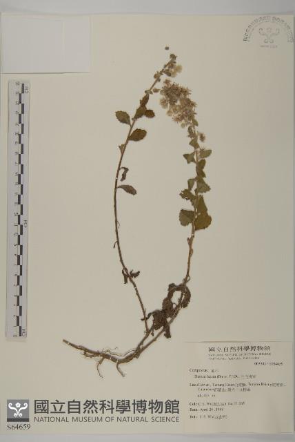 生毛將軍藏品圖，第1張