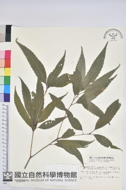 狹葉椆藏品圖，第1張